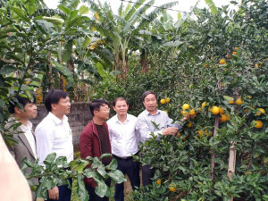 1A  Lãnh đạo tỉnh và huyện về thăm mô hình trồng cam xã đoài tại xóm Thịnh Lạc